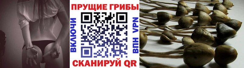 Галлюциногенные грибы Psilocybe Белая Калитва